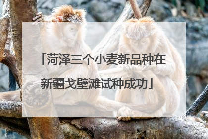 菏泽三个小麦新品种在新疆戈壁滩试种成功